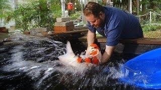 $60,000 Japanese Koi Fish
