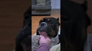 Yeesss thats the spot. #shorts #short #bully