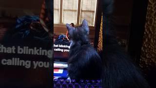 Cat Watching Breaking Bad  #cat #meow #kitten #cat #fluffykitty #cute #kittey #funny #breakingbad