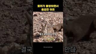 야생에서 토끼가 중요한 이유