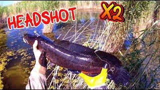 Рыбалка с Рогаткой на Змееголова — Чёткий Headshot x2!#рекомендации#рыбалка#рыбалканарогатку#top10