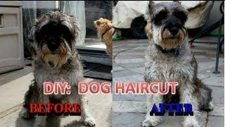 How I Cut my Dog's Hair