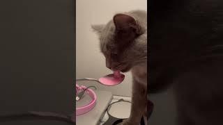 #cutecat #cat #catlover #kitten #смешноевидео #котики