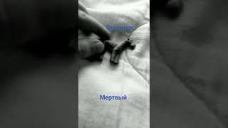 мертвый охранник воскрес   #ютубнеболей