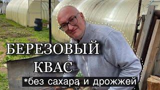 березовый квас||самый простой рецепт