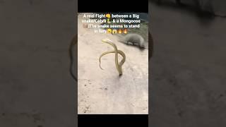 A real Fight between a Big snake/Cobra & a Mongoose️|The snake seems to stand in fury#shorts