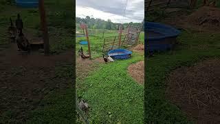 If We Have BROODY DUCKS.. #WhittAcres #homesteadinglife #enjoynaturetoday