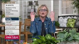 Barbara King 4-Piece Award Winning Hosta Collection on QVC