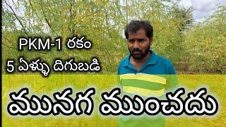 PKM-1 మునగసాగు/drumstic cultivation/moringa cultivation/munaga cultivation/drumstic moringa farming