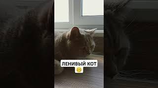ЛЕНИВЫЙ КОТ#кот