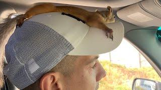 Чип дома  Живой без приключений не обошлось ️#squirrel #funny #youtubeshorts #youtube #video