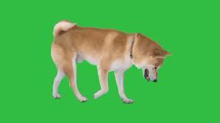 Dog green screen effects HD video.