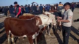 Карши карвон мол бозори орзон ангус семнтал 1000 кело букалар 18 03  2024