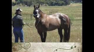 Appaloosa / Sportaloosa stallion at stud in Victoria, Australia - Cayuse Dark Enchantment