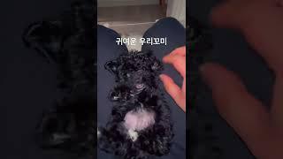 #강아지브이로그 #새끼강아지 #꼬미