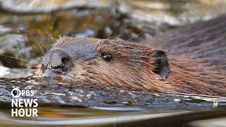 Why engineers are turning to beavers for insights into managing water resources