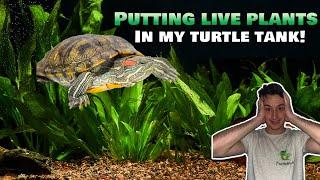 Putting LIVE Plants in my Turtle Tank: Best Plants for Turtle Tank (Java Fern, Anubias, and more)