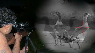 .22 Cal PCP Air Rifle Egyptian geese and Muskovy duck Removal Job! Infrared Night Vision Hunt!