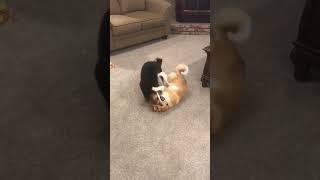 Shiba and Shiba Play Fighting