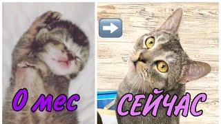 КОТ БЕЗ ЛАПКИ В ДЕТСТВЕ И СЕЙЧАС! ОН МОГ УМЕРЕТЬ!