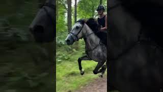 Галоп в лесу #equestrain #лошади #horse #рекомендации #рек #horsetrack #subscribe #конныйспорт
