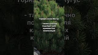 ТОП-5 компактных хвойных растений для каменистых композиций | #ХоббиБобби #дизайнучастка #дача