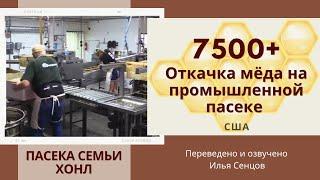 7500+ Откачка мёда на крупной промышленной пасеке семьи Хонл (США)