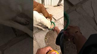 They were too hungry #animals #dogs #humanity #respect #shorts #pavantusam