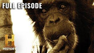 Killer Chimpanzee RAMPAGE | Human Prey (S1, E1) | Full Episode