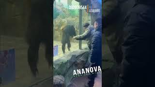 Chimpanzee Mirrors Two Zoo Visitors' Actions