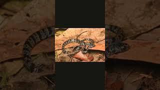 world's smallest snakes #viral #Smallest snakes #smallest  #viraovideo #beautiful