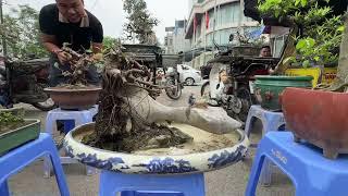 PHIỀN NÀY NHIỀU CÂY ĐẸP, ÔNG TỴ VÀ THUẬN BÁO GIÁ GIAO LƯU, BONSAI RẤT NGHỆ THUẬT