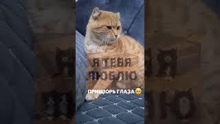 Прищюрь глаза) #cat #tiktok #trend #cute #funny #cutecat #funnycat #video