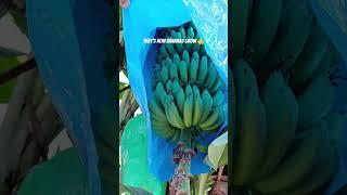 Turkey, Alanya, Mahmutlar. That's how bananas grow.  #shorts