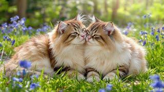 (No Ads) Cat Music for Relaxation  | 12 Hours of Sleep Music for Cats