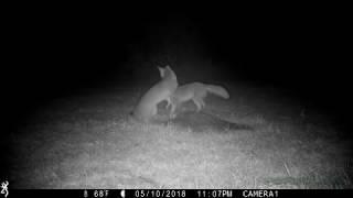 Foxes in the watermelon patch