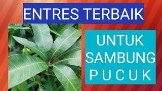 ENTRES TERBAIK UNTUK SAMBUNG PUCUK #sambungpucuk #grafting #okulasi #galerytanisukses