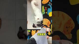 这只猪就是个妈宝女！！宠物猪小香猪宠物成精啦 萌宠日常