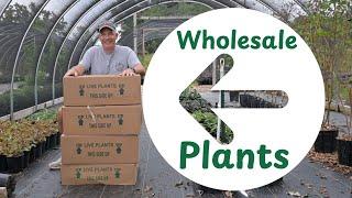 Unboxing Baby Wholesale Plants - And, HOW MUCH THEY COST.