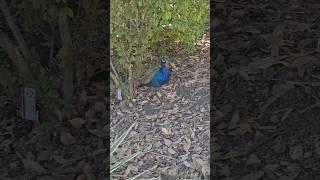 A peacock at the los Angeles Arboretum. #shortsvideo #travel #vacation #shorts #shortsvideo #peacock