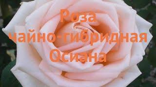 Роза чайно-гибридная Осиана (rose hybrid tea osiana)  Осиана обзор: как сажать, саженцы розы Осиана