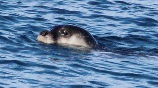 Five minutes documentary about Mediterranean monk seal - Cyprus - by George Konstantinou