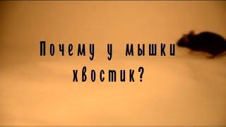 Почему у мышки хвостик? #Христианство #Ислам #Семья