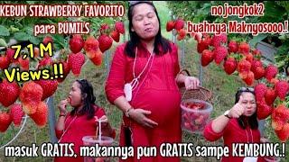 GREBEK KEBUN STRAWBERRY, BUAHNYA BESAR2 & SUPER MANIS.!