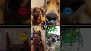 Cute Dog's Kisses | chloe_dachshundVSjaeb_89 vs titothedoberman vs oct20.vyn #shorts #dogs #cutedogs