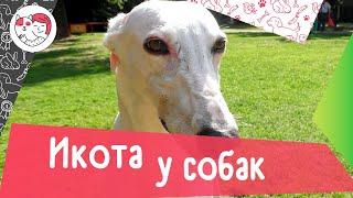 5 причин икоты у собак