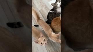 Unapologetically Sven. #catmom #catmomlife #catitude #catsbeingcats #talkingcat #catmeow #meow