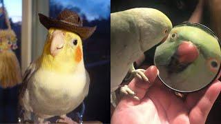 FUNNY AND CUTE BIRDS  - TRY NOT TO LAUGH!!! Funny Pets