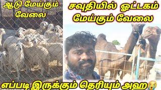 ஆடுஒட்டகம் மேய்கும் வேலை சவூதிஅரேபியா#sauditamilvlog #goatlife #goat