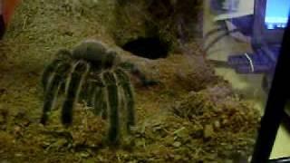 Chilean rose hair burrowing and pooping haha